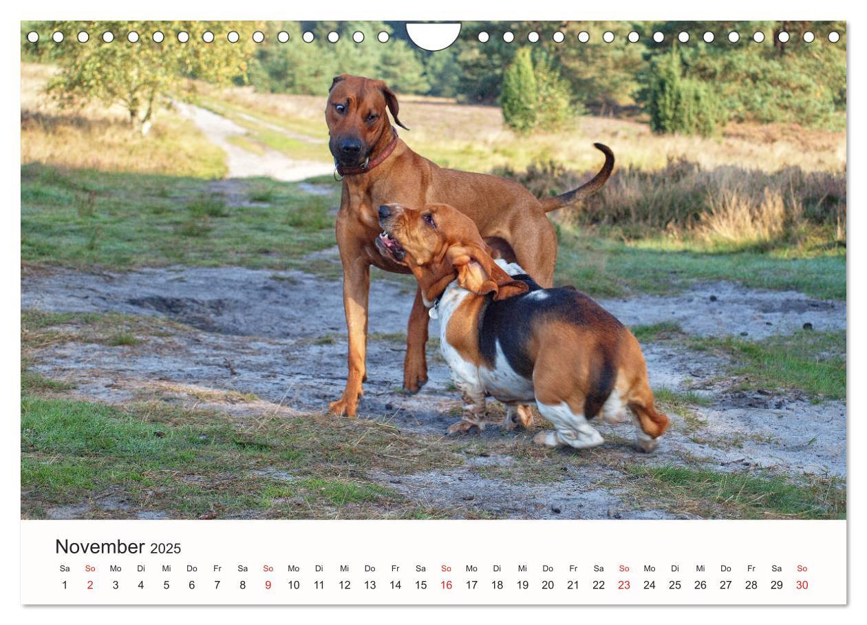 Bild: 9783435482894 | Rhodesian Ridgeback Schönheit aus Afrika (Wandkalender 2025 DIN A4...