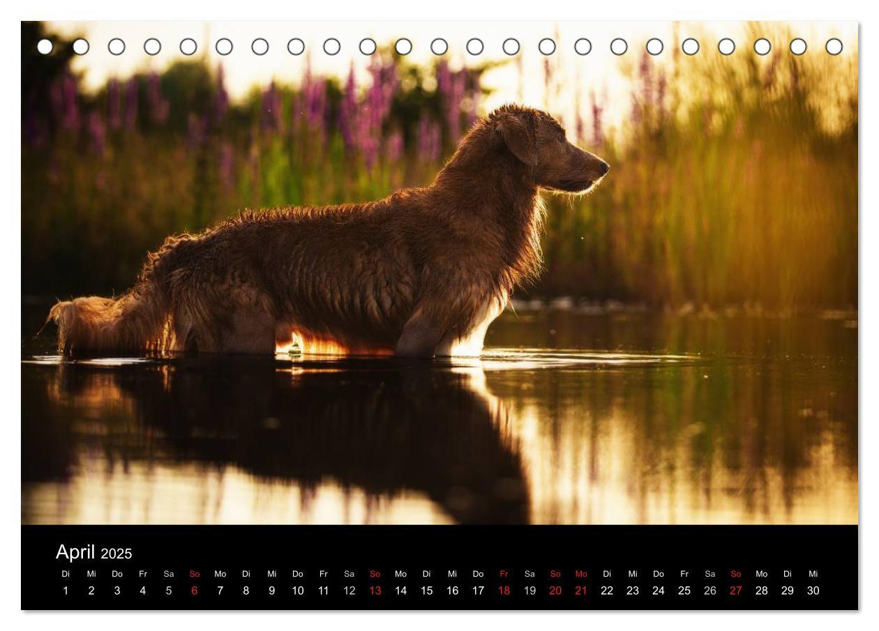 Bild: 9783435626076 | Toller - Nova Scotia Duck Tolling Retriever (Tischkalender 2025 DIN...