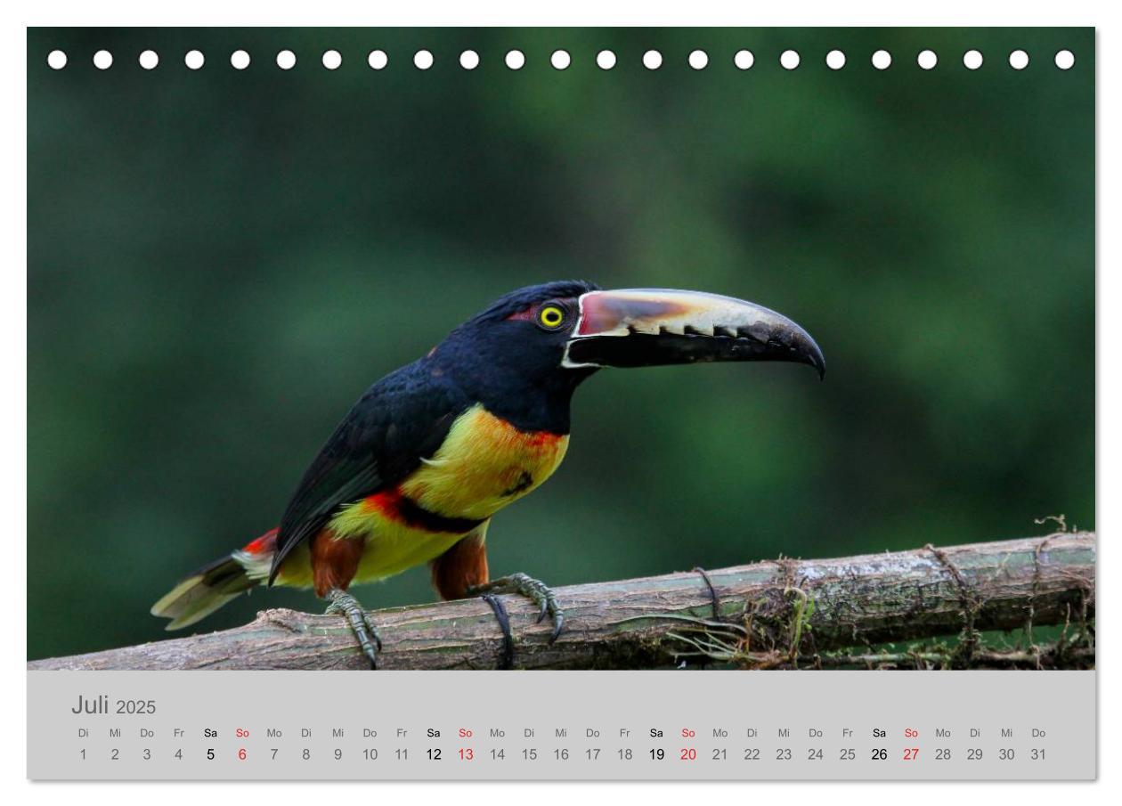 Bild: 9783435618668 | Costa Rica - Exotische Vögel im Regenwald (Tischkalender 2025 DIN...