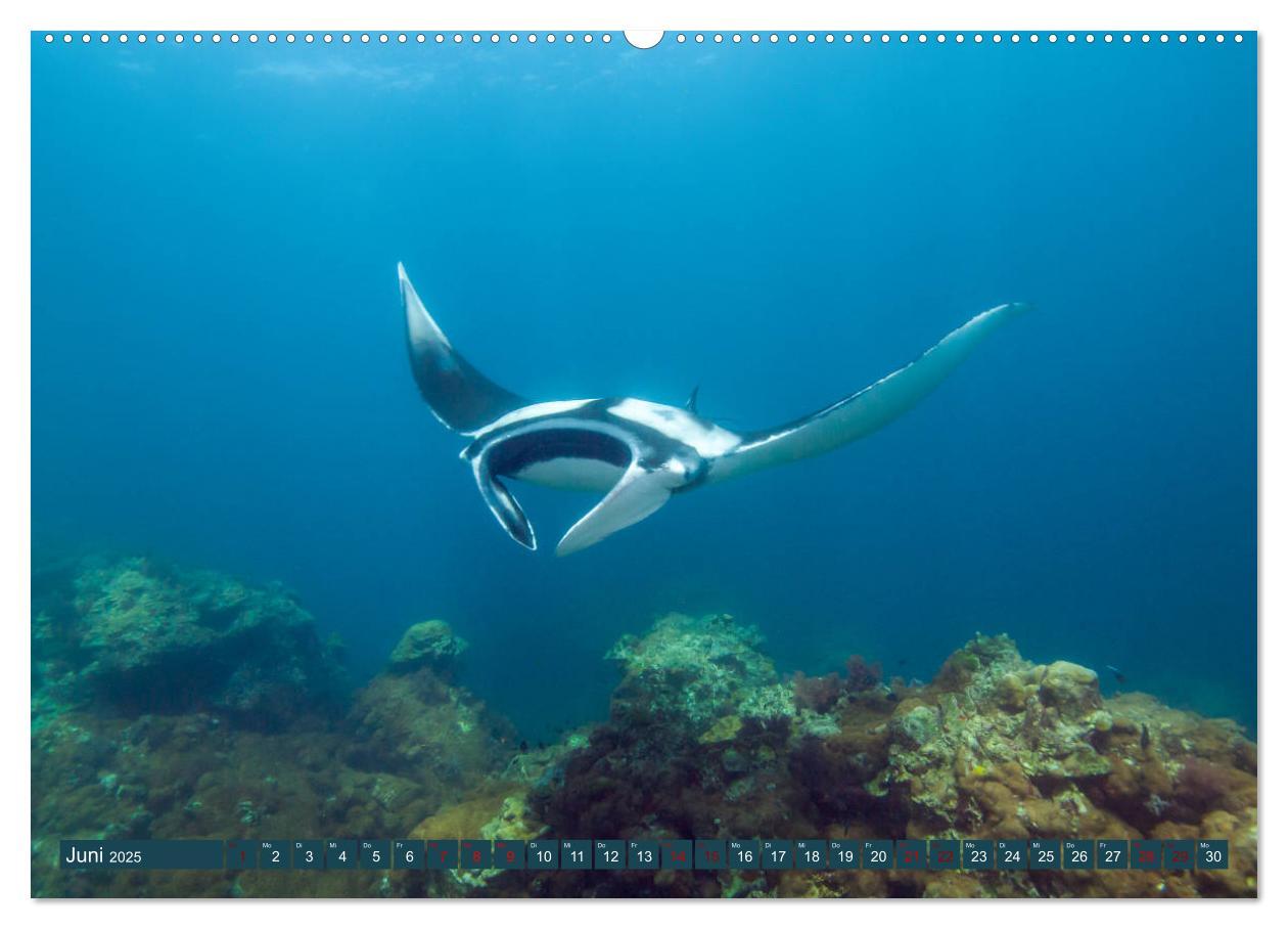 Bild: 9783435398256 | Tauchen, Fische und Meer (hochwertiger Premium Wandkalender 2025...