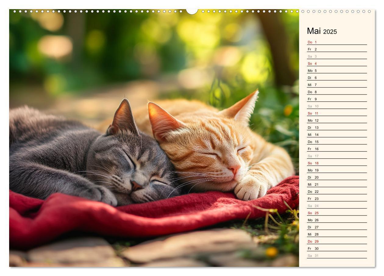 Bild: 9783457179857 | Katzen schaffen Kunst (Wandkalender 2025 DIN A2 quer), CALVENDO...