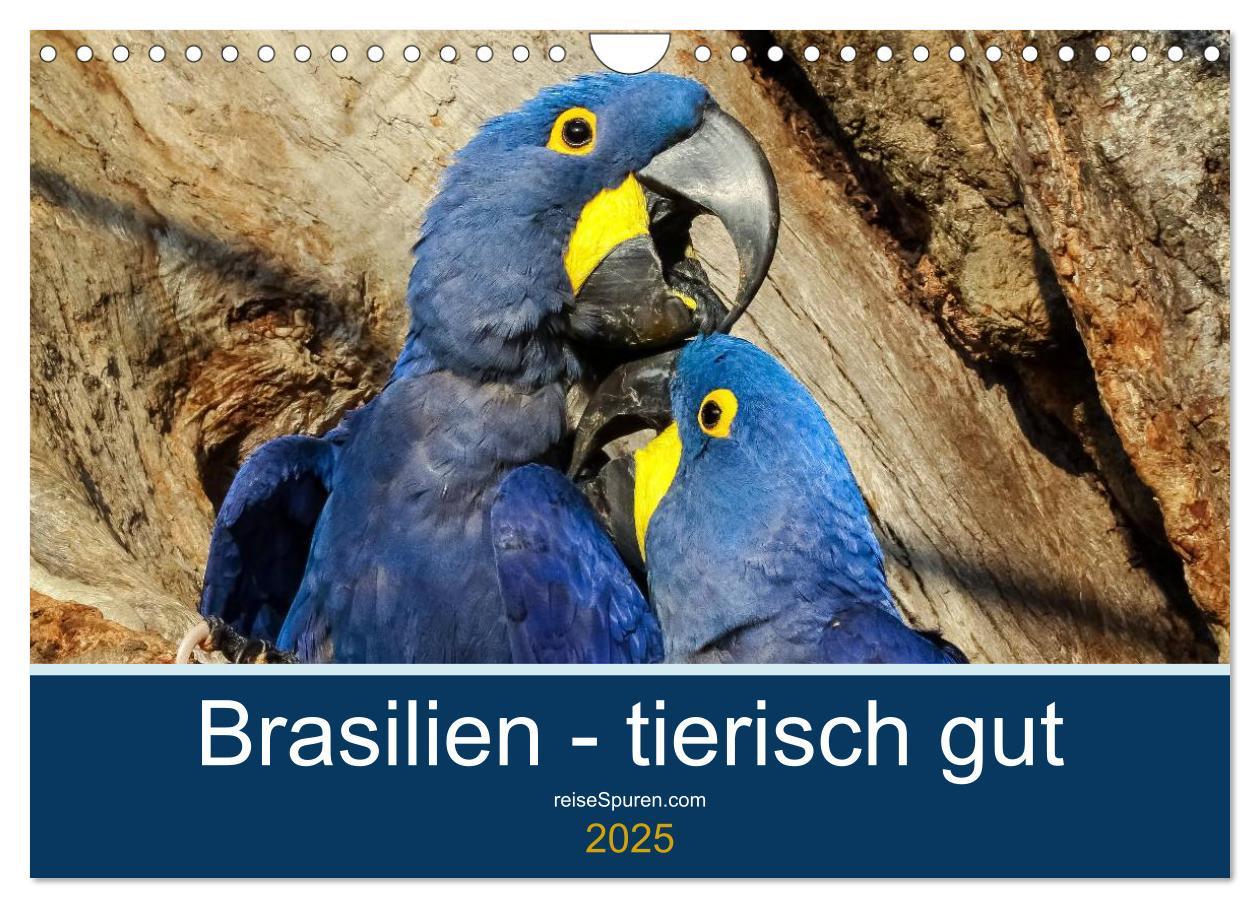 Cover: 9783435687541 | Brasilien tierisch gut 2025 (Wandkalender 2025 DIN A4 quer),...