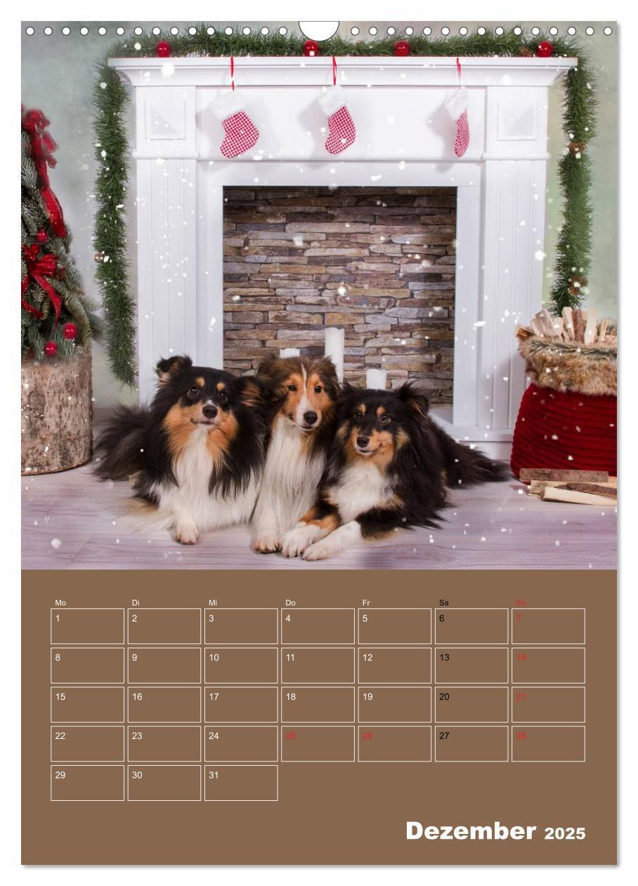 Bild: 9783457012932 | SHELTIES Herzensbrecher auf 4 Pfoten (Wandkalender 2025 DIN A3...