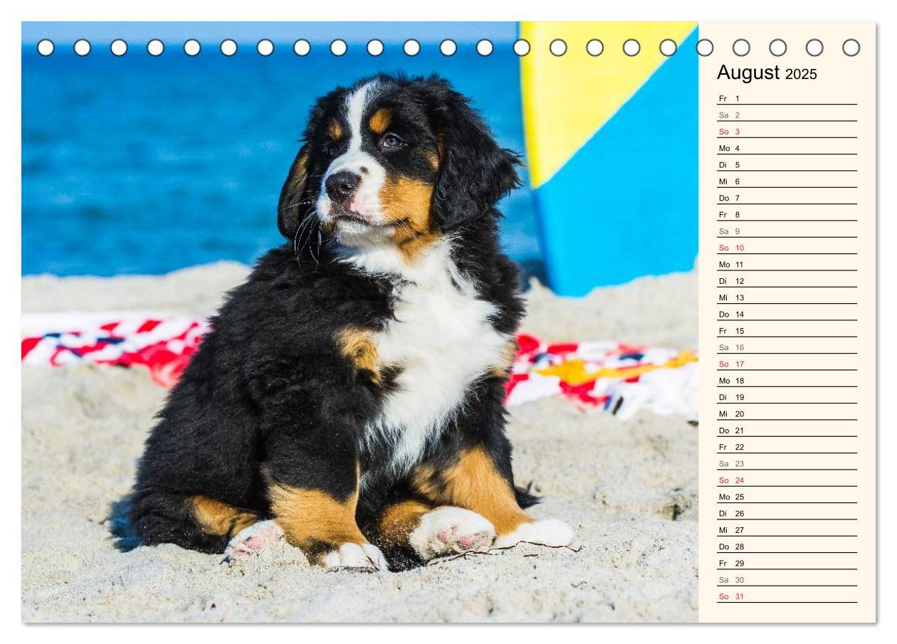 Bild: 9783435476923 | Seebärchen entdecken die Welt - Berner Sennenhunde (Tischkalender...