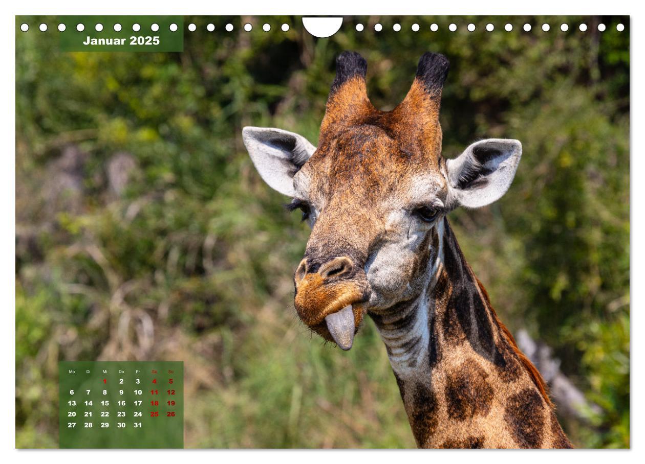 Bild: 9783383967399 | Auf Safari im Kruger National Park (Wandkalender 2025 DIN A4 quer),...