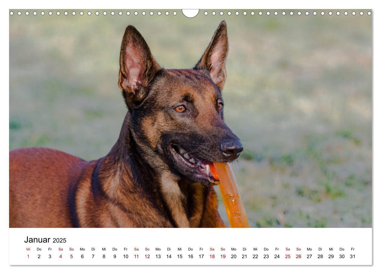 Bild: 9783435340019 | Malinois - Wahnsinn auf vier Pfoten (Wandkalender 2025 DIN A3...