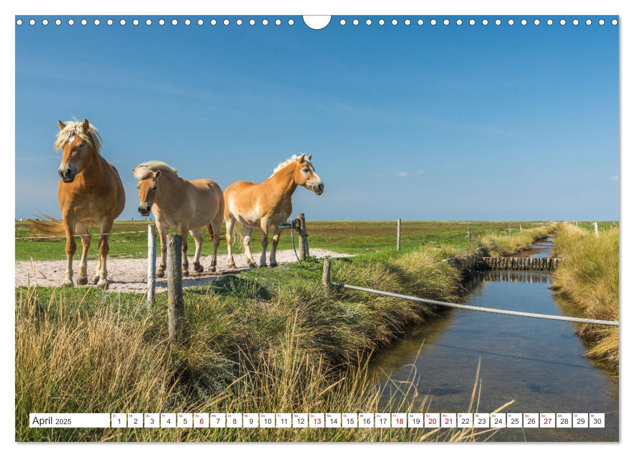 Bild: 9783435068289 | Schleswig-Holstein (Wandkalender 2025 DIN A3 quer), CALVENDO...