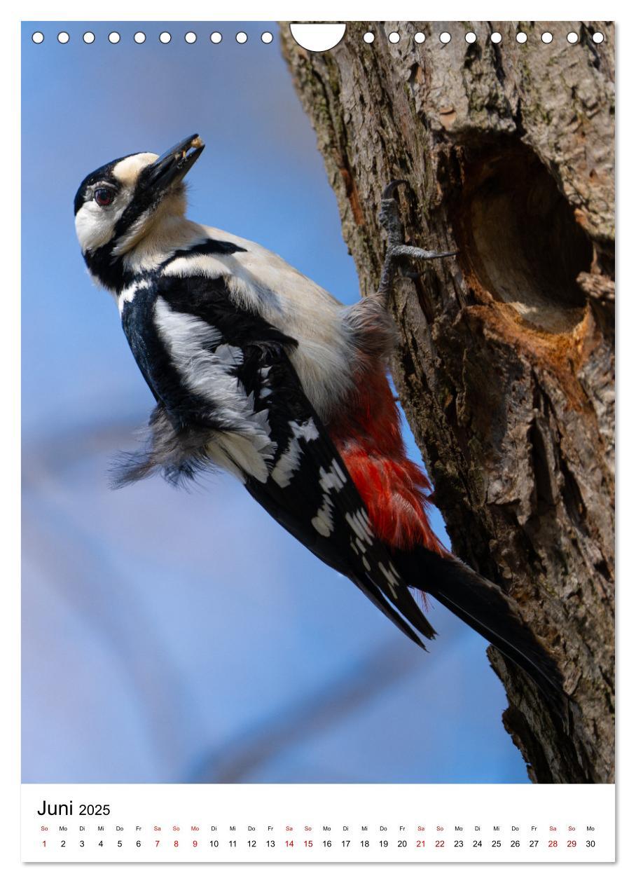 Bild: 9783435891641 | Heimische Vögel in Ihren Gärten (Wandkalender 2025 DIN A4 hoch),...