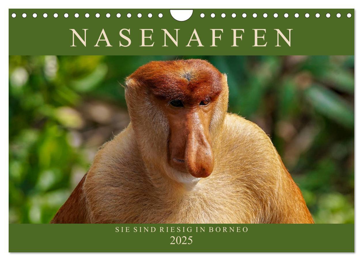 Cover: 9783435219490 | Nasenaffen von Borneo (Wandkalender 2025 DIN A4 quer), CALVENDO...