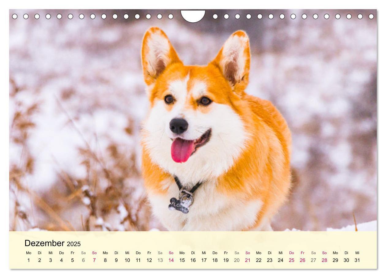 Bild: 9783435020119 | Welsh Corgi. Zauberhafter Dickkopf auf kurzen Beinen (Wandkalender...