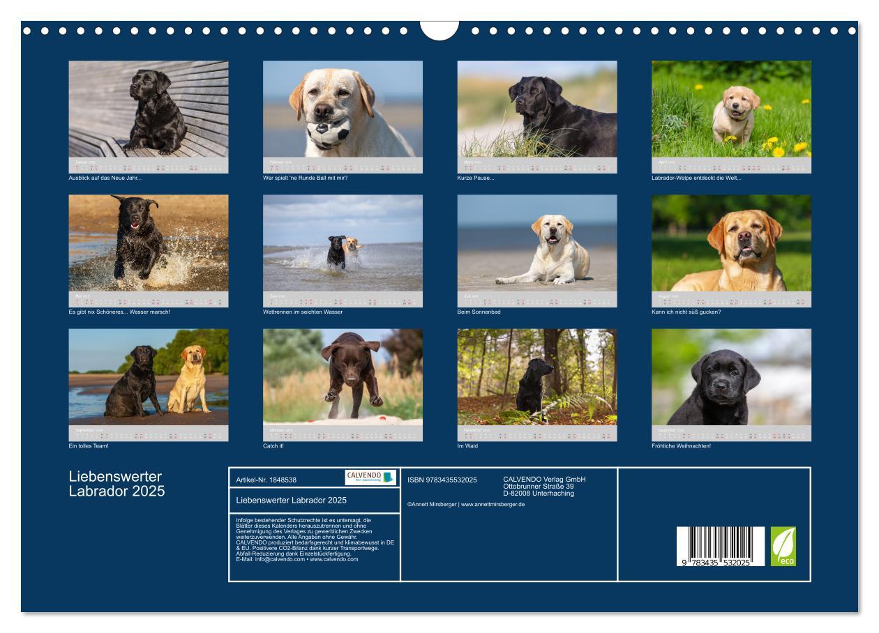 Bild: 9783435532025 | Liebenswerter Labrador 2025 (Wandkalender 2025 DIN A3 quer),...