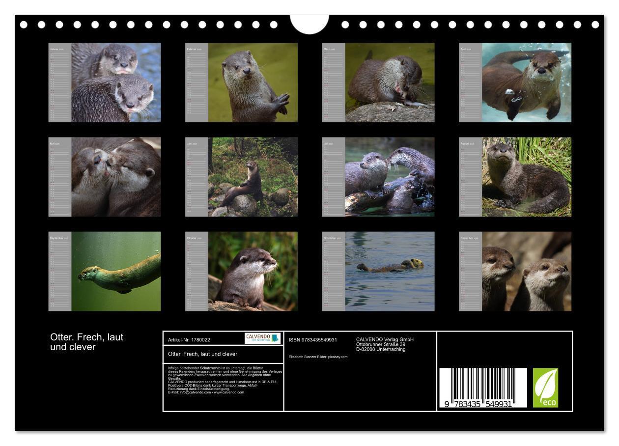 Bild: 9783435549931 | Otter. Frech, laut und clever (Wandkalender 2025 DIN A4 quer),...