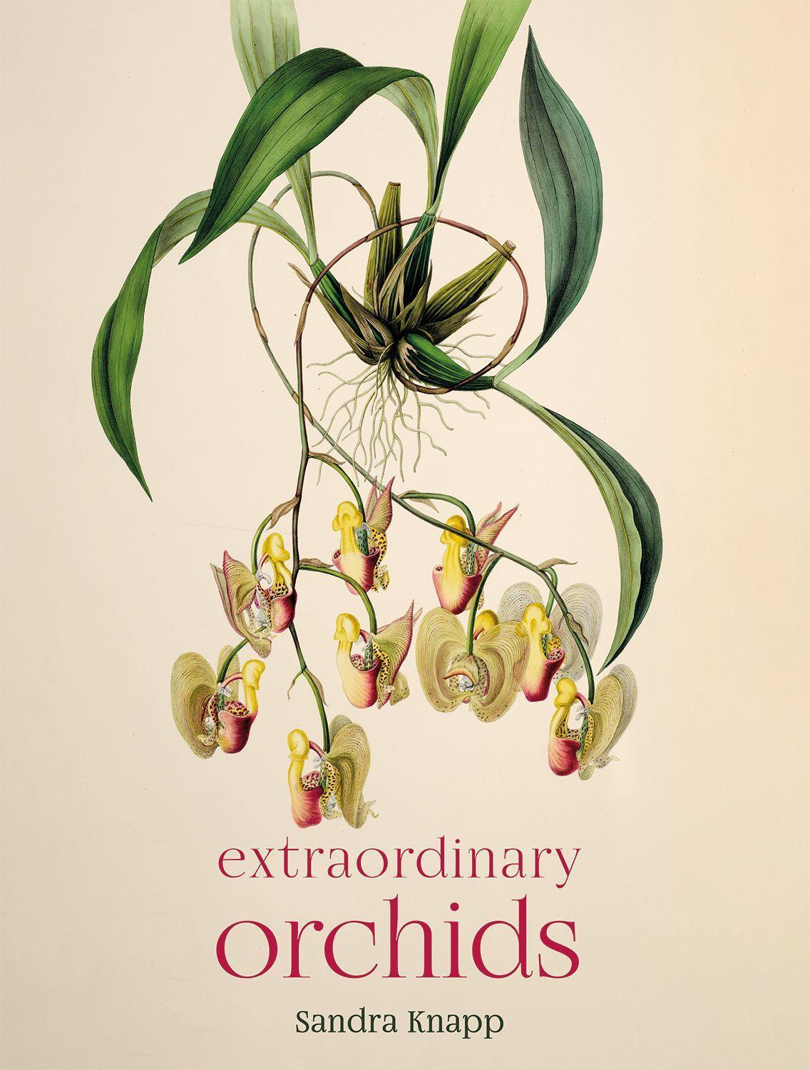 Cover: 9780565095147 | Extraordinary Orchids | Sandra Knapp | Buch | Gebunden | Englisch