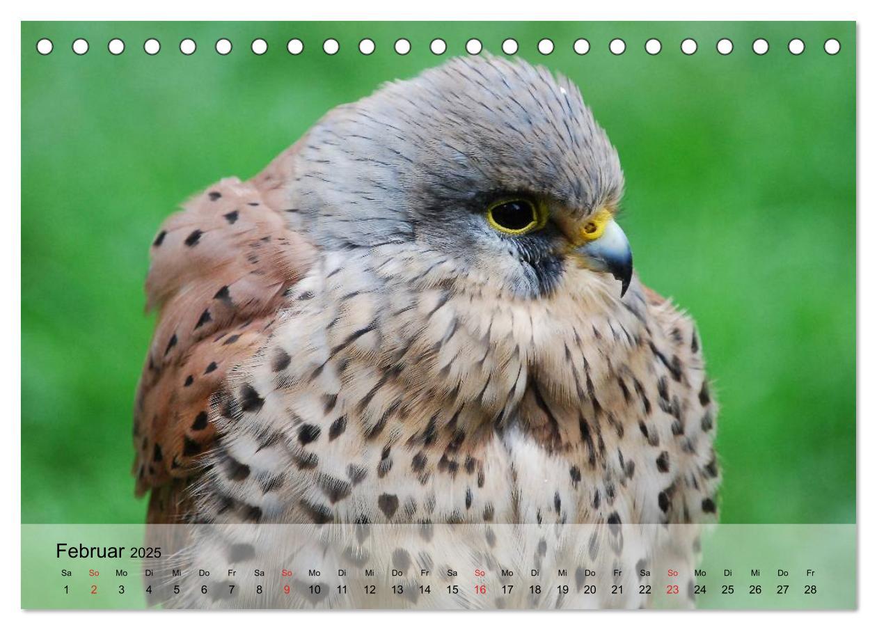 Bild: 9783435650330 | Falken und Greifvögel. Edle Jäger (Tischkalender 2025 DIN A5 quer),...