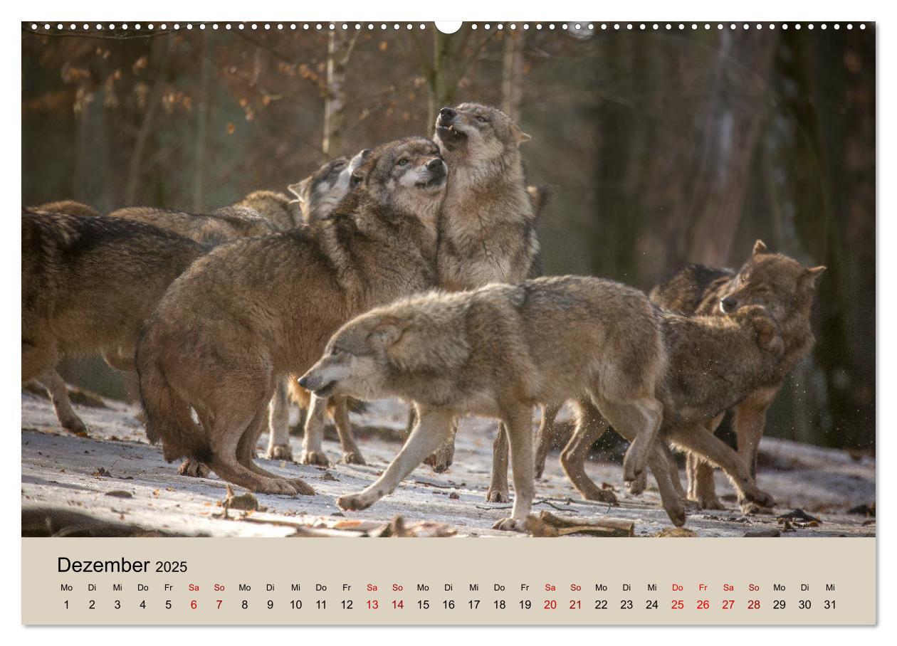 Bild: 9783435346219 | Wolfsrudel (Wandkalender 2025 DIN A2 quer), CALVENDO Monatskalender