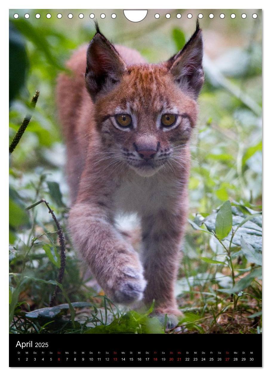 Bild: 9783457007570 | Der Luchs - Europas größte Samtpfote (Wandkalender 2025 DIN A4...