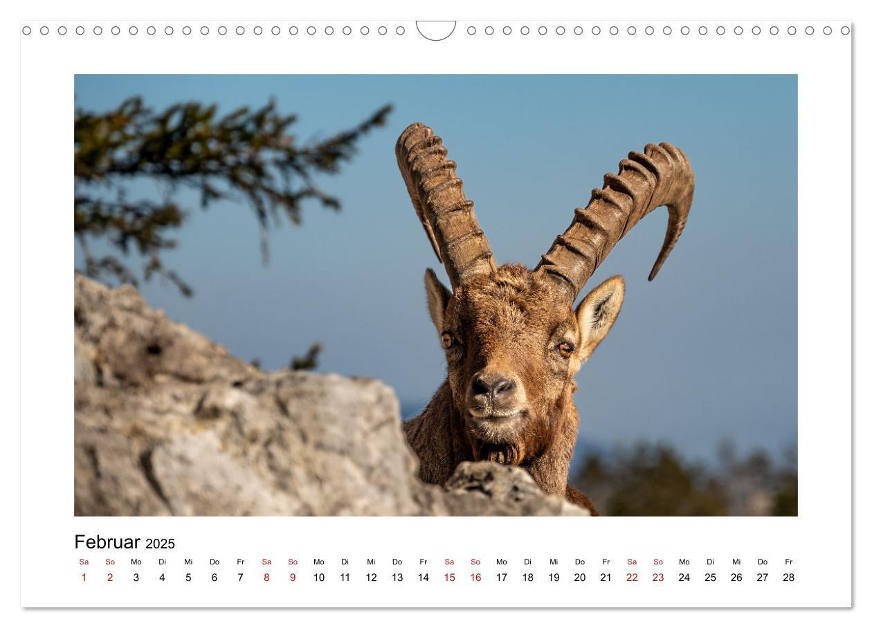 Bild: 9783383907029 | Steinböcke - Die Könige der Alpen (Wandkalender 2025 DIN A3 quer),...