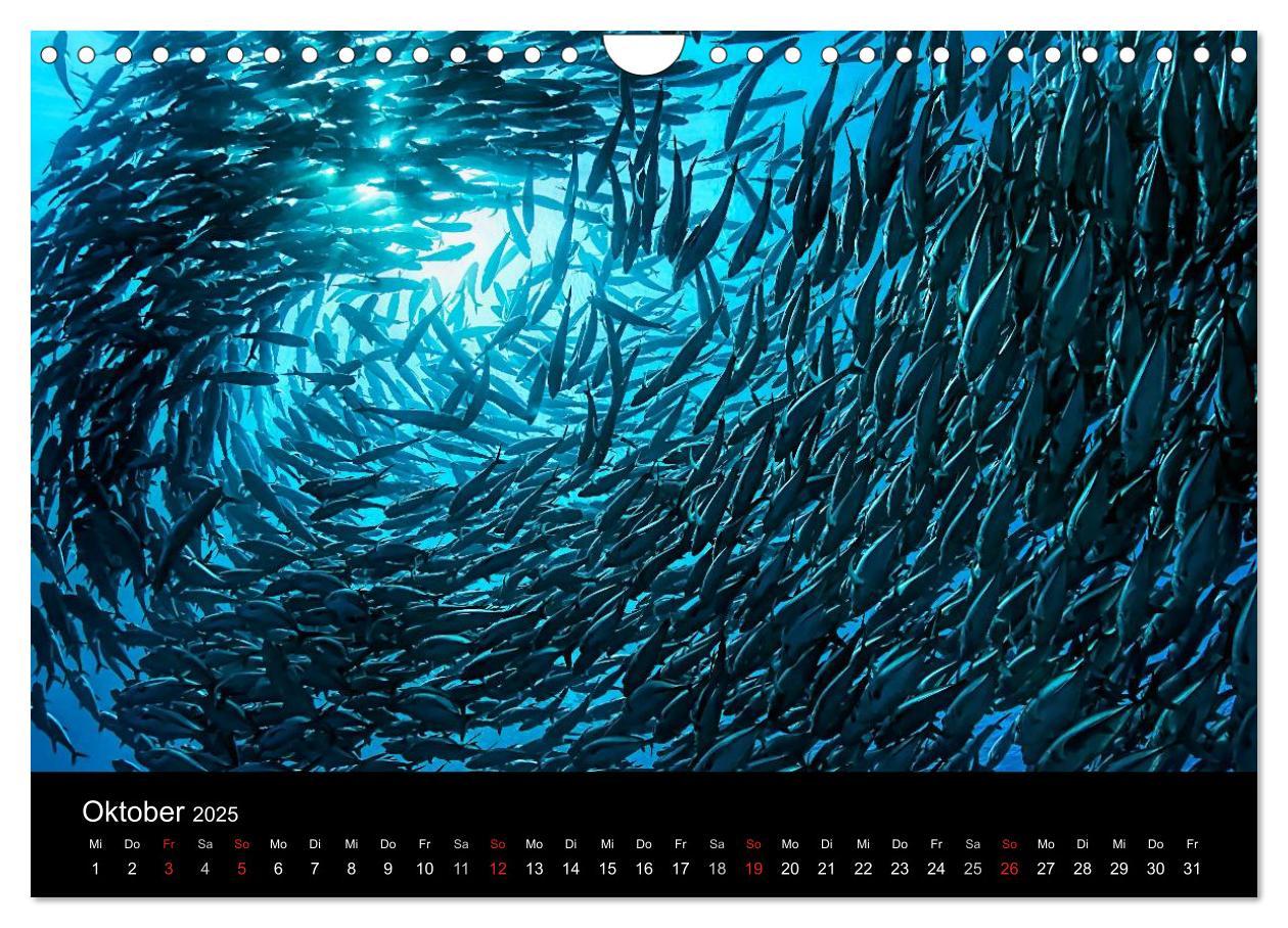 Bild: 9783435611751 | Fischschwärme (Wandkalender 2025 DIN A4 quer), CALVENDO Monatskalender