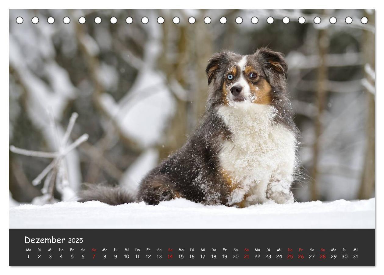 Bild: 9783435581344 | Australian Shepherd - Augenblicke (Tischkalender 2025 DIN A5 quer),...