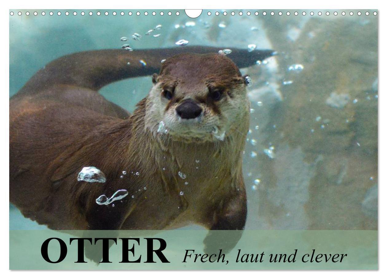 Cover: 9783383391576 | Otter. Frech, laut und clever (Wandkalender 2024 DIN A3 quer),...
