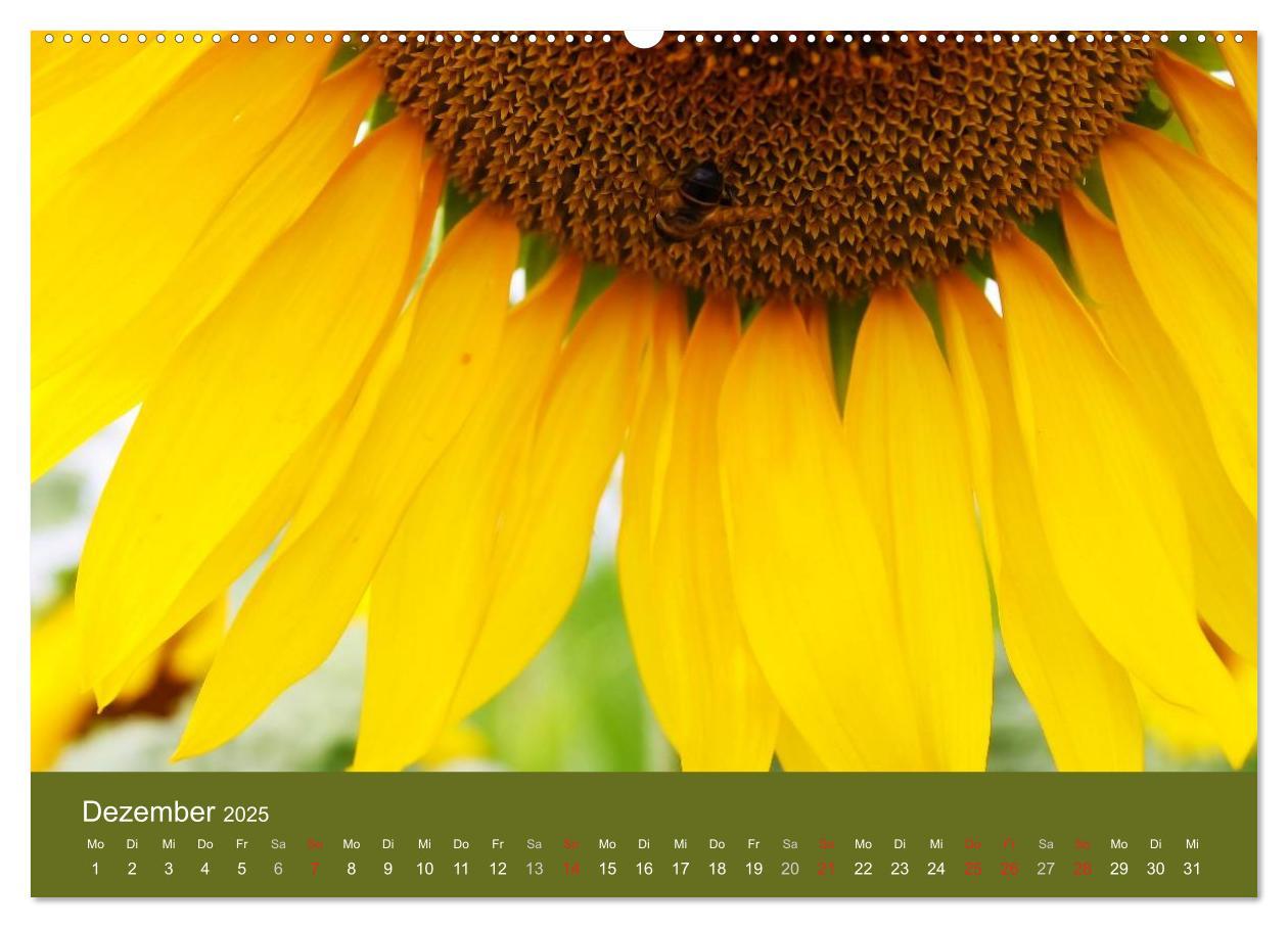 Bild: 9783435799404 | Sonnenblumen - die Blumen der Lebensfreude (Wandkalender 2025 DIN...