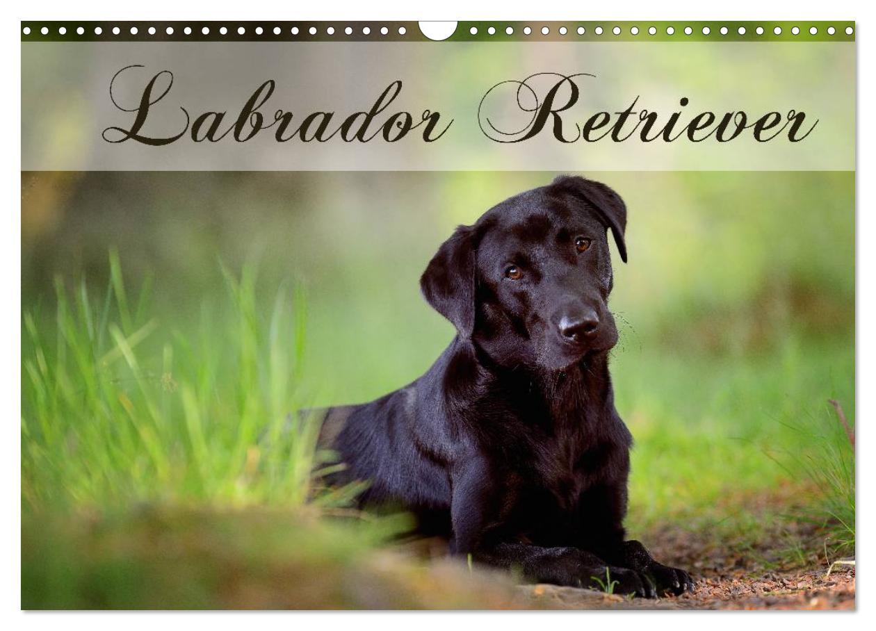 Cover: 9783435743223 | Labrador Retriever (Wandkalender 2025 DIN A3 quer), CALVENDO...