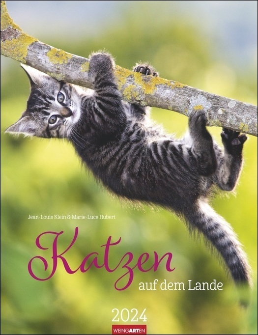 Cover: 9783840085604 | Katzen auf dem Lande Kalender 2024. Süße Kätzchen in ländlicher...