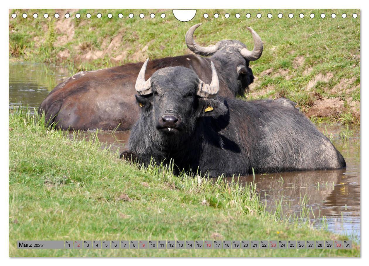 Bild: 9783435207237 | Wasserbüffel - In der Ruhe liegt die Kraft (Wandkalender 2025 DIN...