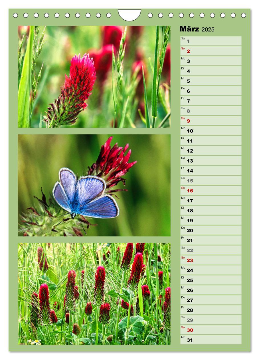 Bild: 9783457173312 | Farbenzauber, bunte Wiesen und bunte Falter (Wandkalender 2025 DIN...