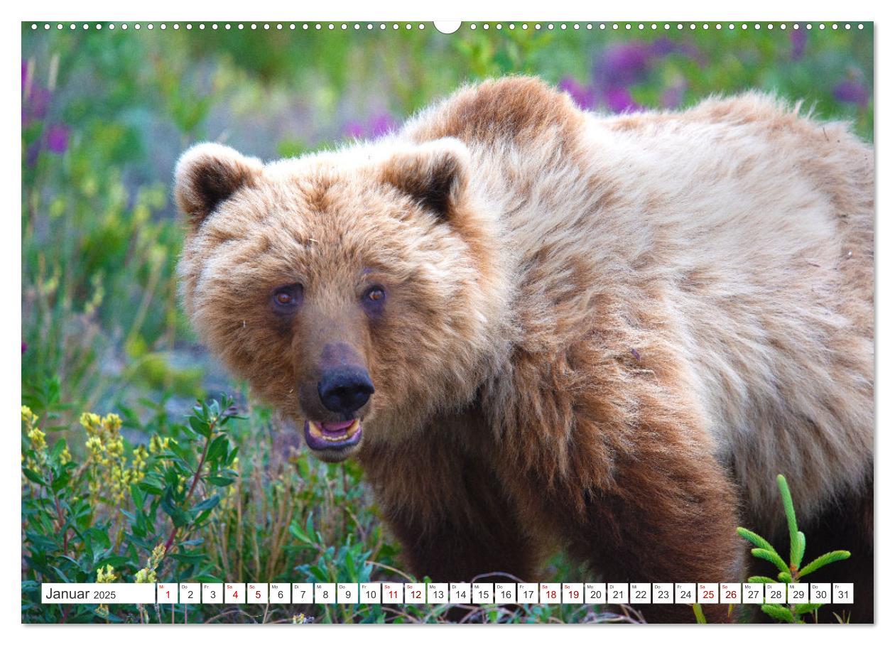 Bild: 9783383887390 | KANADA - Die Bären der Rocky Mountains (Wandkalender 2025 DIN A2...