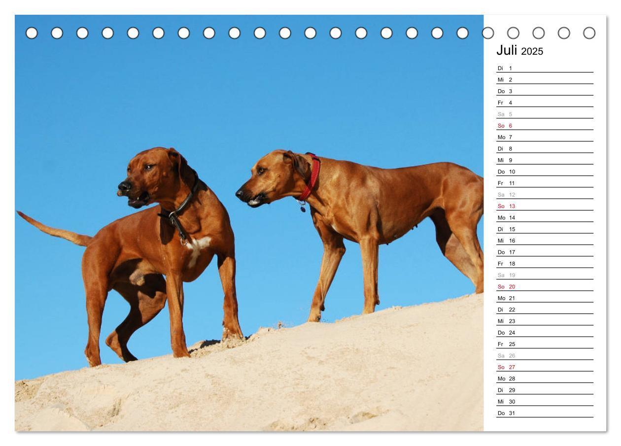 Bild: 9783435450664 | Rhodesian Ridgeback Terminkalender (Tischkalender 2025 DIN A5...