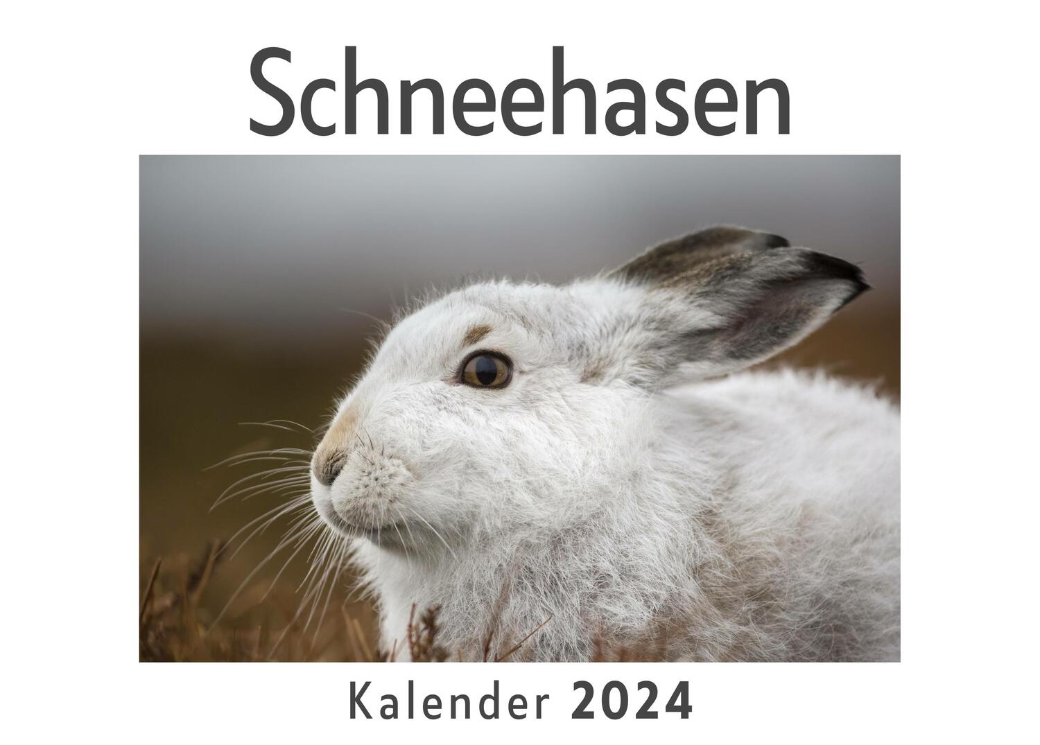 Cover: 9783750555266 | Schneehasen (Wandkalender 2024, Kalender DIN A4 quer,...
