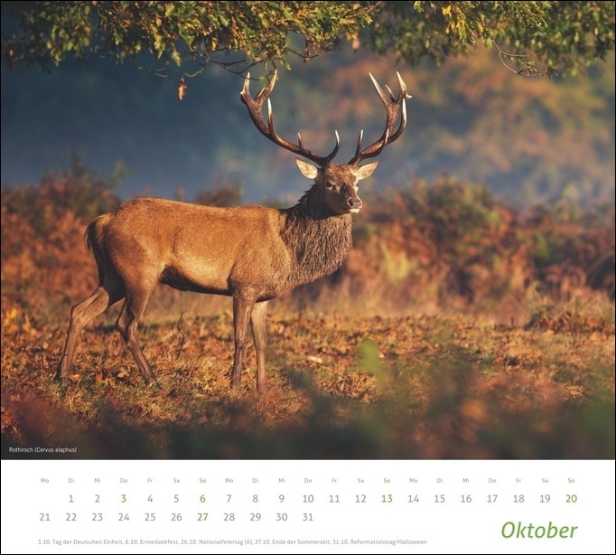 Bild: 9783756403301 | Heimische Tiere Bildkalender 2024. In diesem dekorativen Kalender...