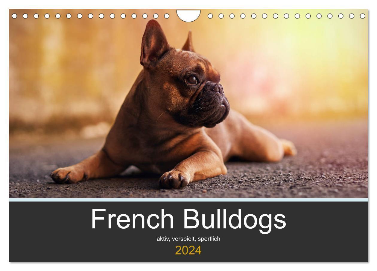 Cover: 9783383080678 | French Bulldog aktiv, verspielt, sportlich (Wandkalender 2024 DIN...