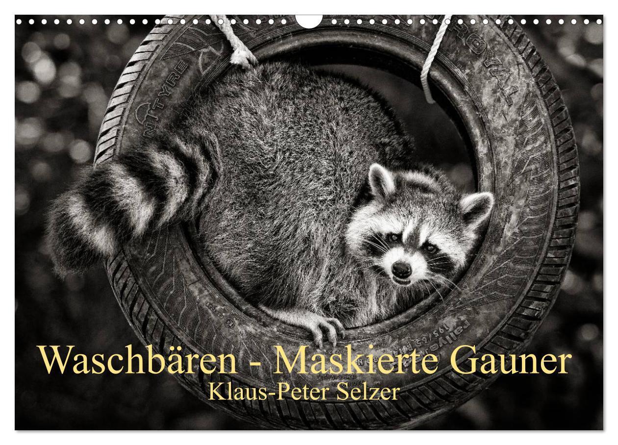 Cover: 9783675469525 | Waschbären - Maskierte Gauner (Wandkalender 2024 DIN A3 quer),...