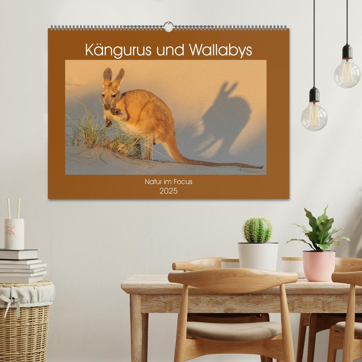 Bild: 9783435362165 | Kängururs und Wallabys (Wandkalender 2025 DIN A2 quer), CALVENDO...