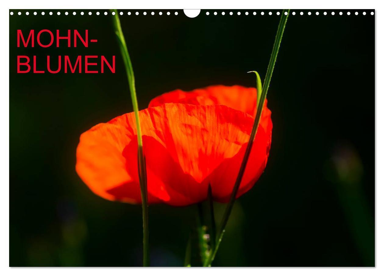 Cover: 9783435792030 | Mohnblumen (Wandkalender 2025 DIN A3 quer), CALVENDO Monatskalender