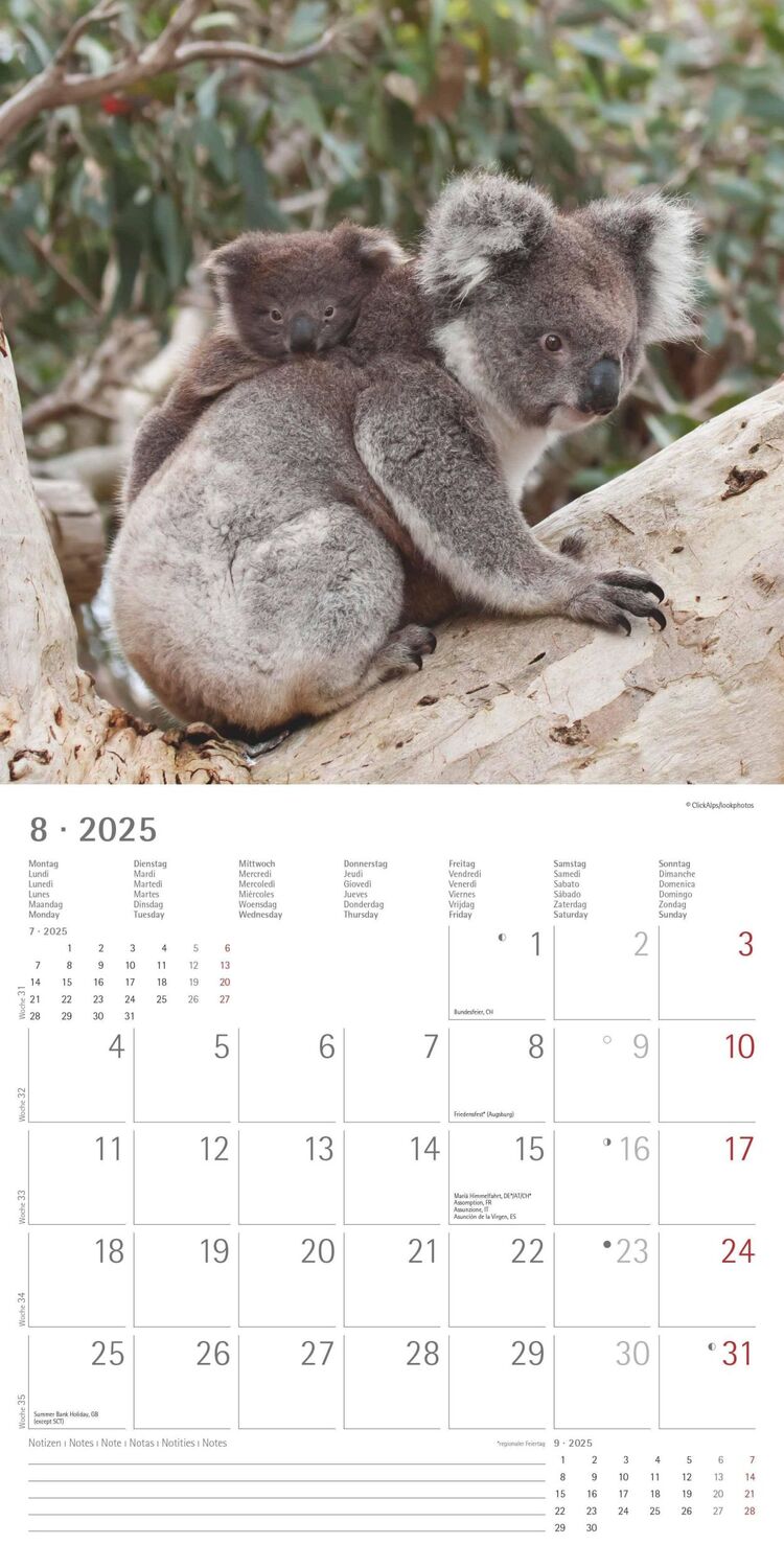 Bild: 4251732340759 | Koalas 2025 - Broschürenkalender 30x30 cm (30x60 geöffnet) -...