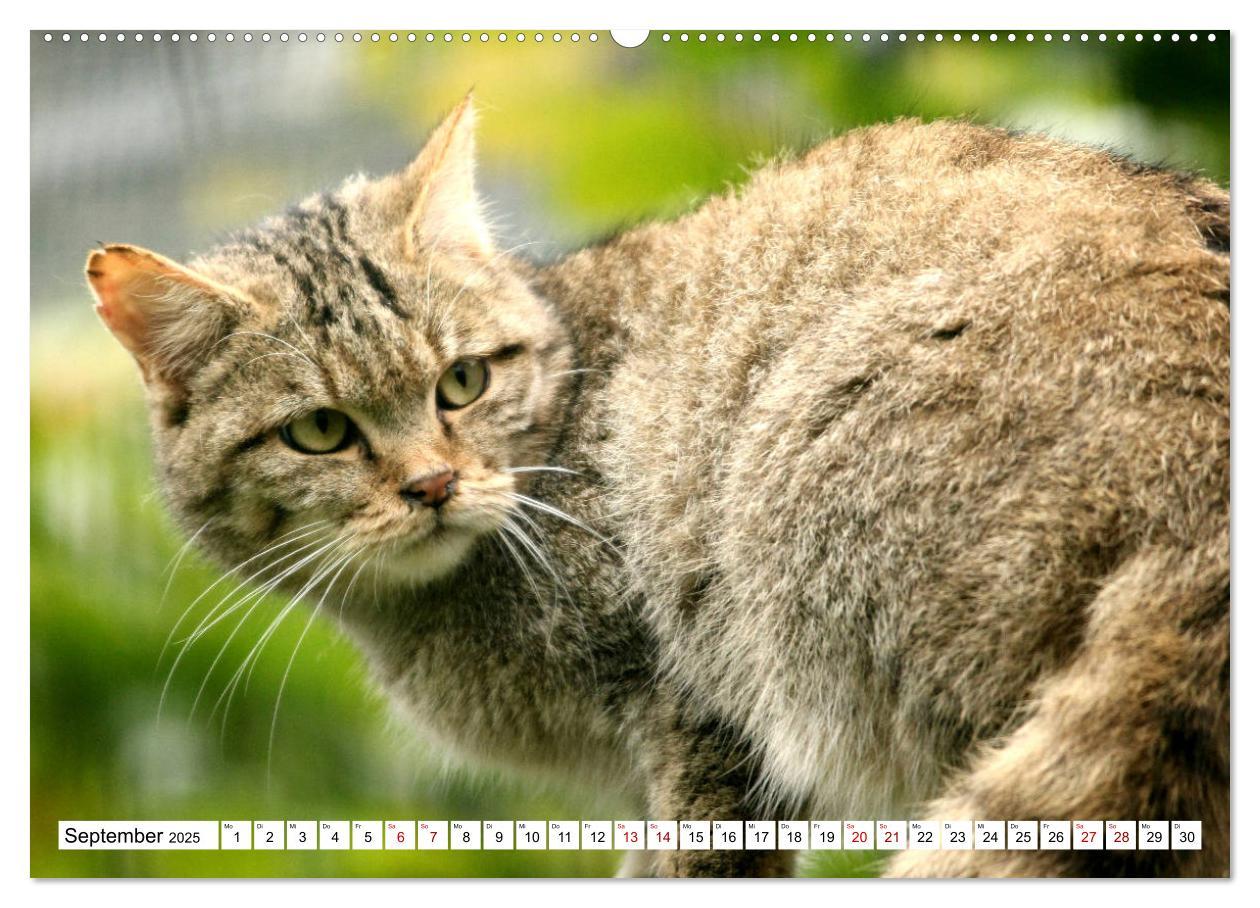 Bild: 9783435413843 | Wildkatzen - Die lautlosen Jäger des Waldes (Wandkalender 2025 DIN...