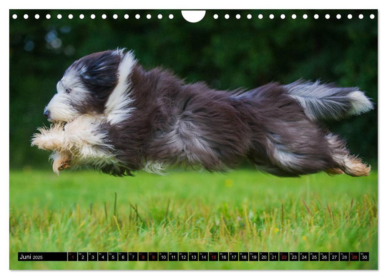 Bild: 9783435573851 | Liebenswerter Clown Bearded Collie (Wandkalender 2025 DIN A4 quer),...