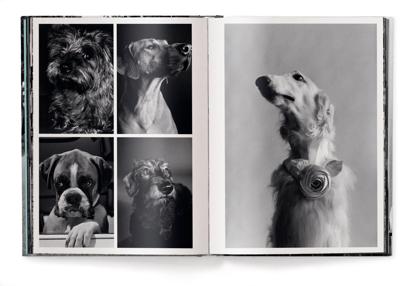 Bild: 9783961716326 | Personal Best | Elliott Erwitt | Buch | 448 S. | Deutsch | 2025