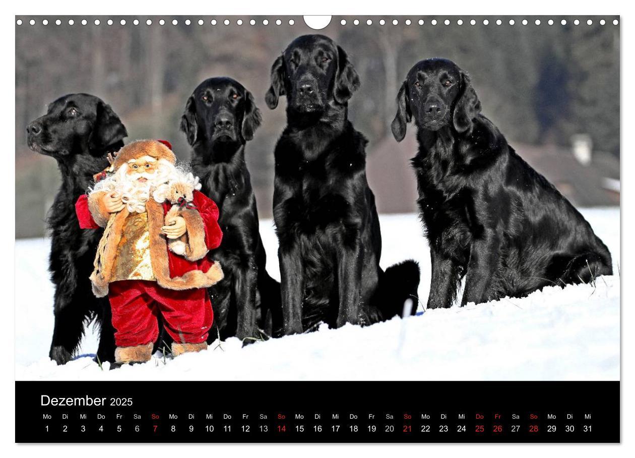 Bild: 9783435726066 | Flatcoated Retriever (Wandkalender 2025 DIN A3 quer), CALVENDO...