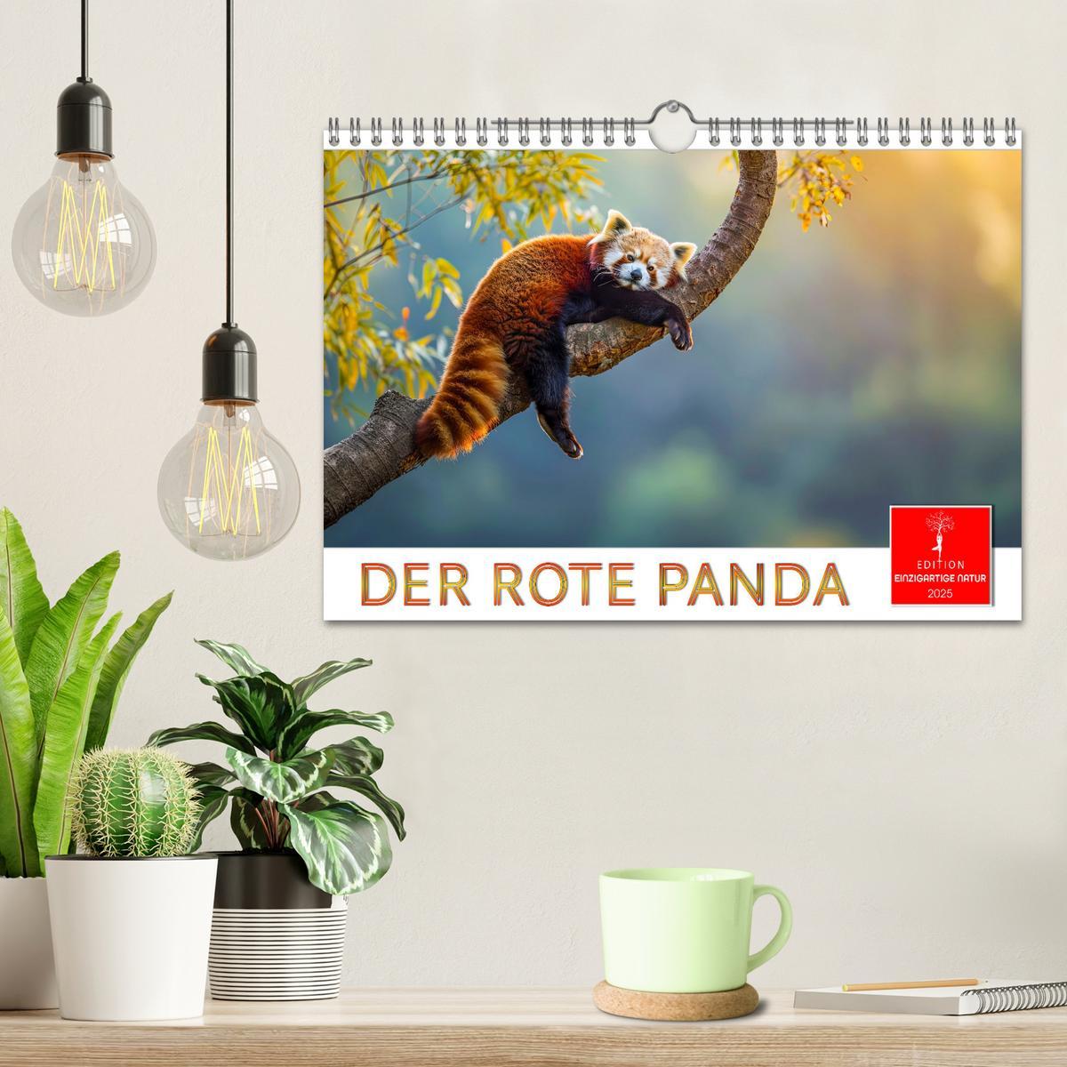 Bild: 9783457137178 | Der Rote Panda (Wandkalender 2025 DIN A4 quer), CALVENDO...