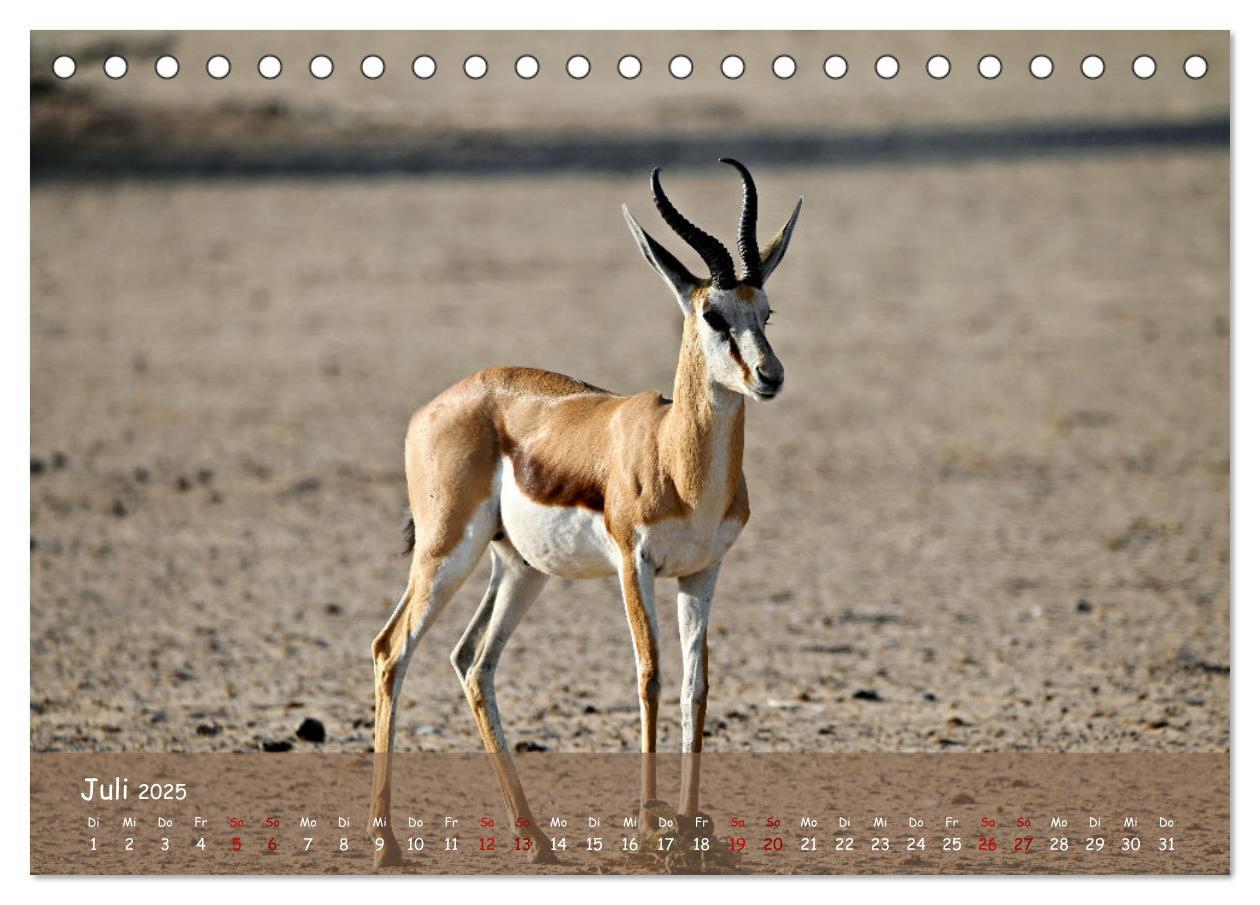 Bild: 9783435014521 | Kgalagadi - Fauna und Wildtiere in der Kalahari (Tischkalender 2025...