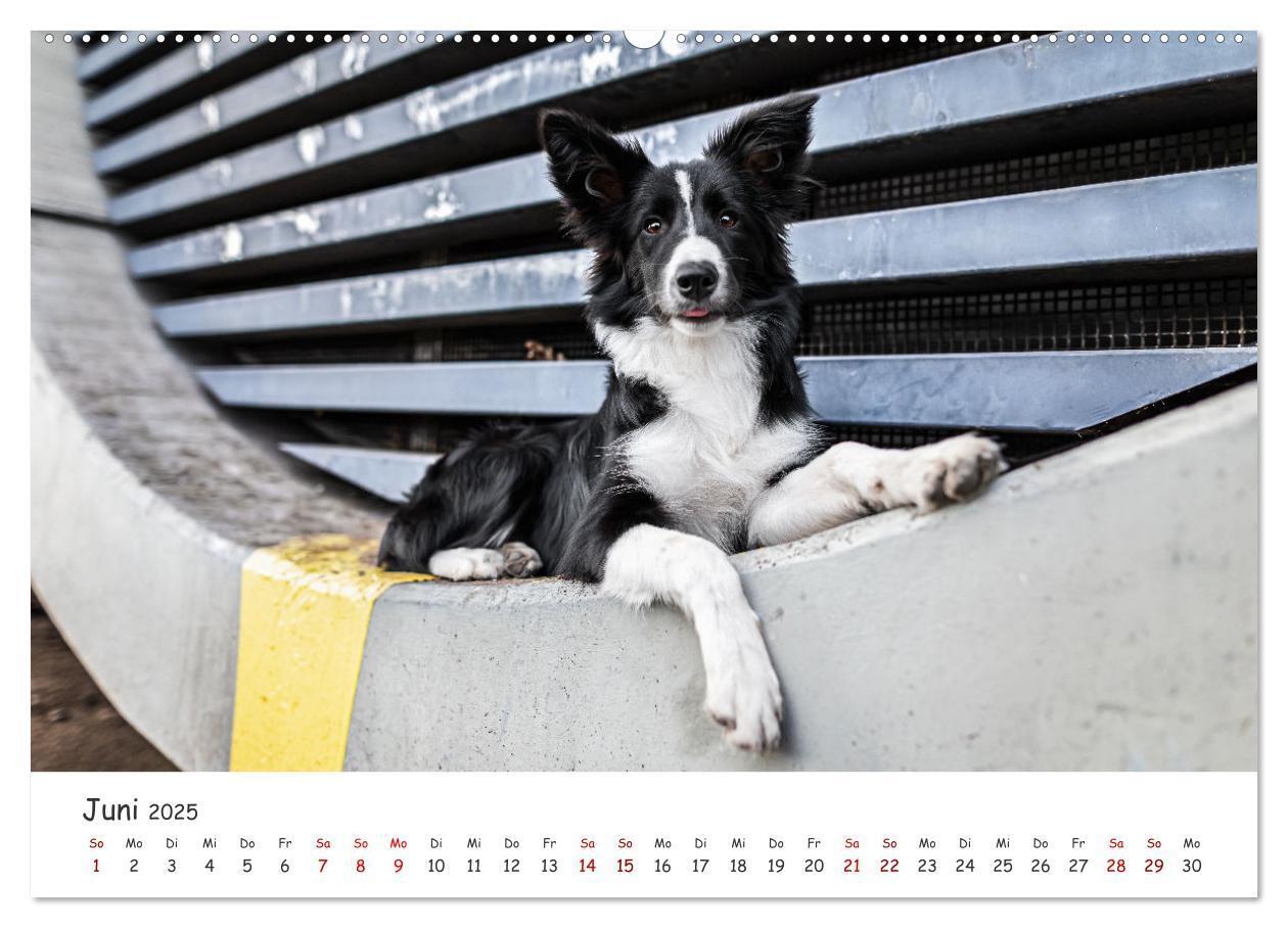 Bild: 9783457183557 | Berlin City Dogs - Berliner Hunde (Wandkalender 2025 DIN A2 quer),...