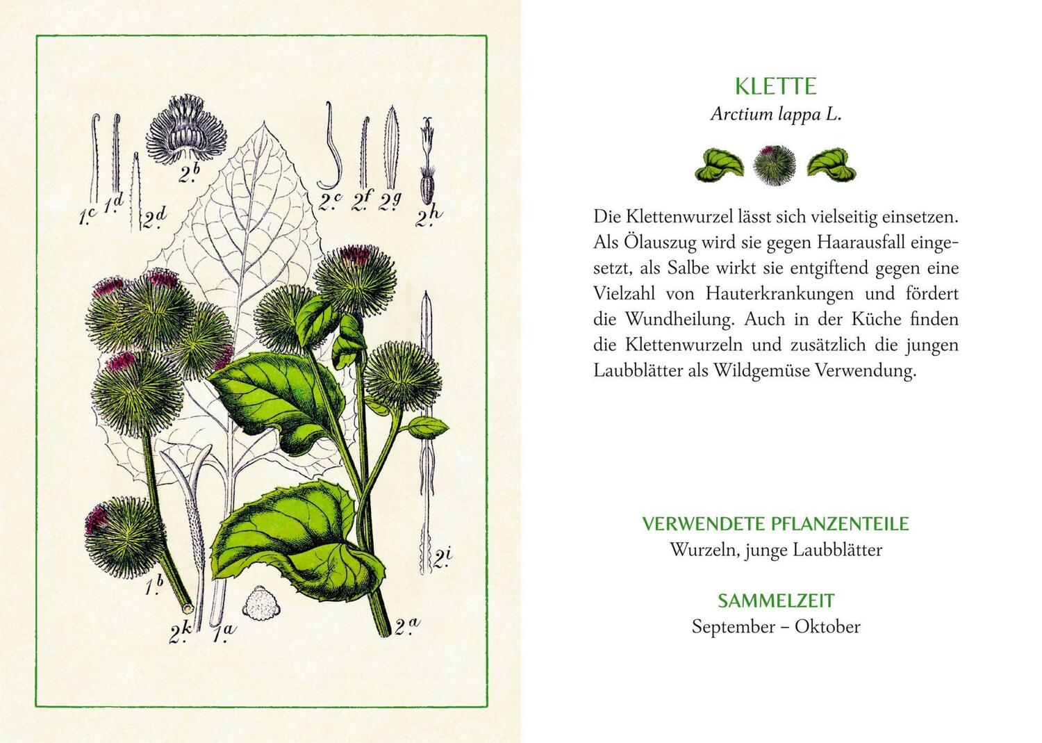 Bild: 9783649648826 | Kräuter und Blumen am Wegesrand | Das kleine Herbarium | Buch | 48 S.