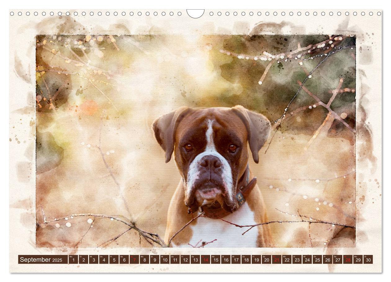 Bild: 9783435134281 | Boxer Photo&amp;Kunst (Wandkalender 2025 DIN A3 quer), CALVENDO...