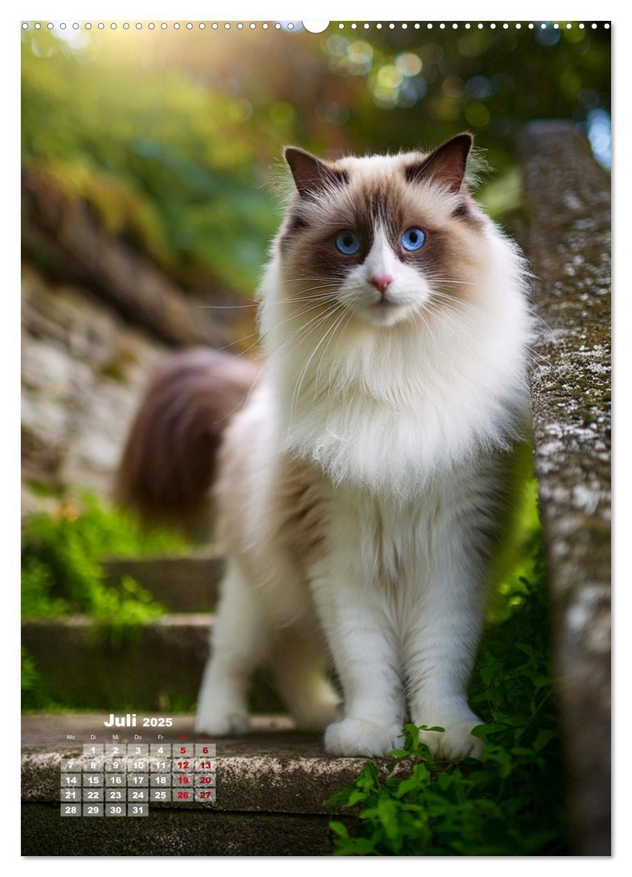 Bild: 9783383833342 | Pfotenabenteuer - Ragdolls in der Natur (Wandkalender 2025 DIN A2...