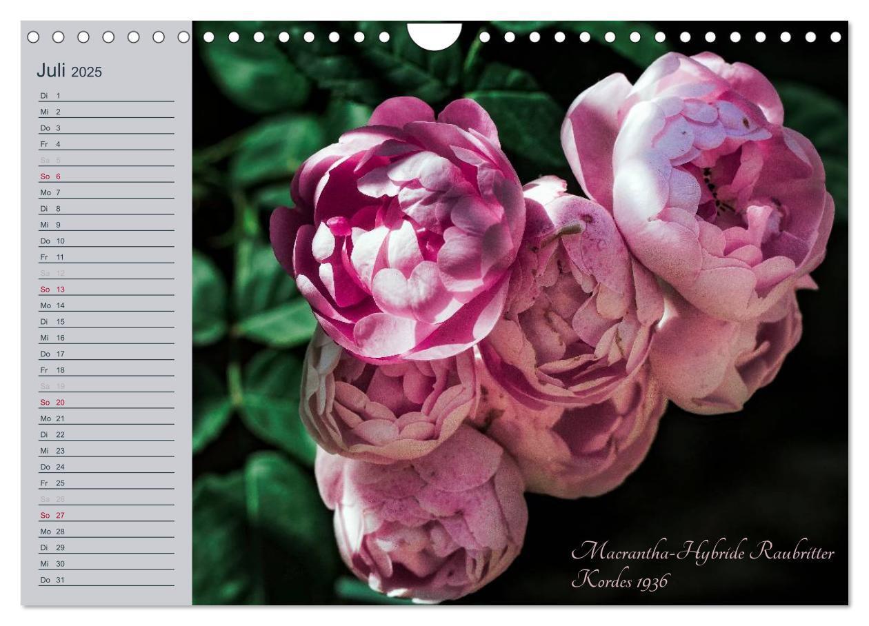 Bild: 9783435578344 | Kurfürstliche Rosen Eltville am Rhein (Wandkalender 2025 DIN A4...