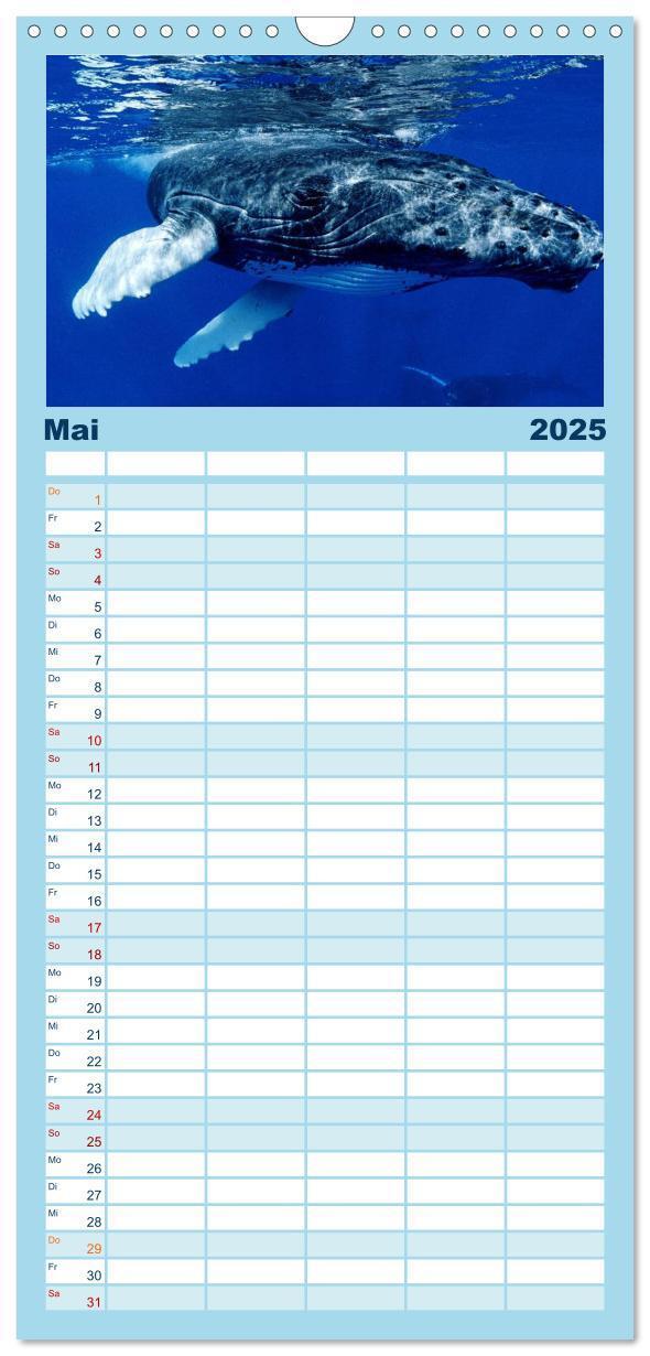 Bild: 9783457112311 | Familienplaner 2025 - Delfine und Wale mit 5 Spalten (Wandkalender,...